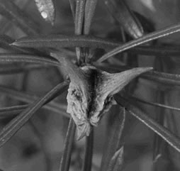 mountain devils seeds cases of Lambertia formosa